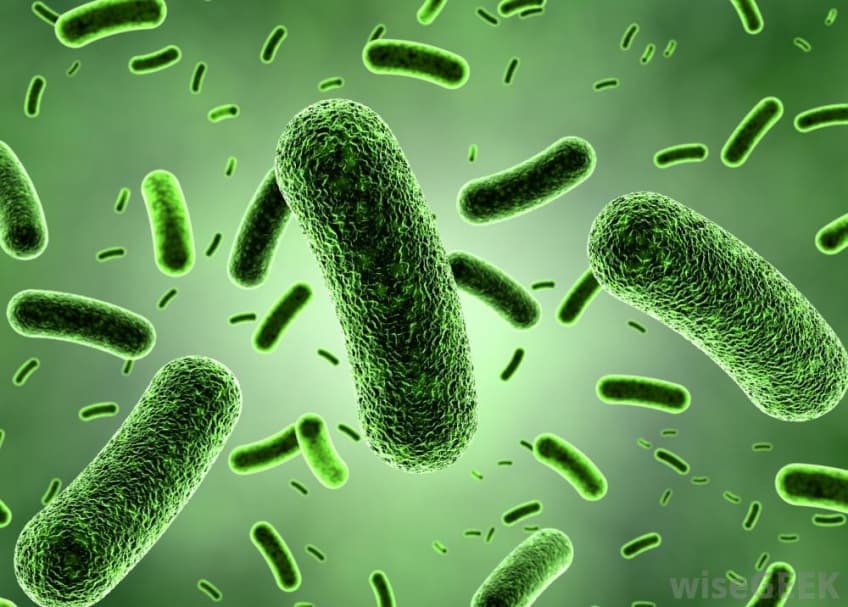 Bacillus clausii - lợi khuẩn cho hệ tiêu hóa khỏe mạnh